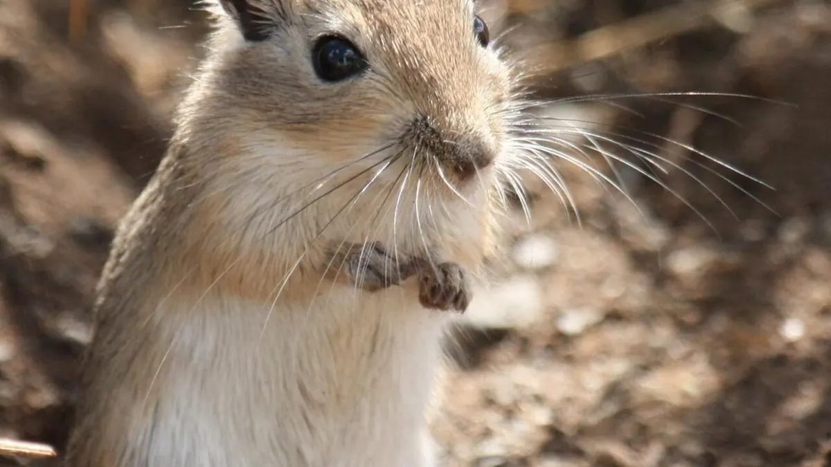 Mongolian gerbil standing on its hind legs