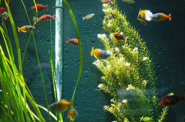 Aquarium planté peuplé de poissons arc-en-ciel colorés