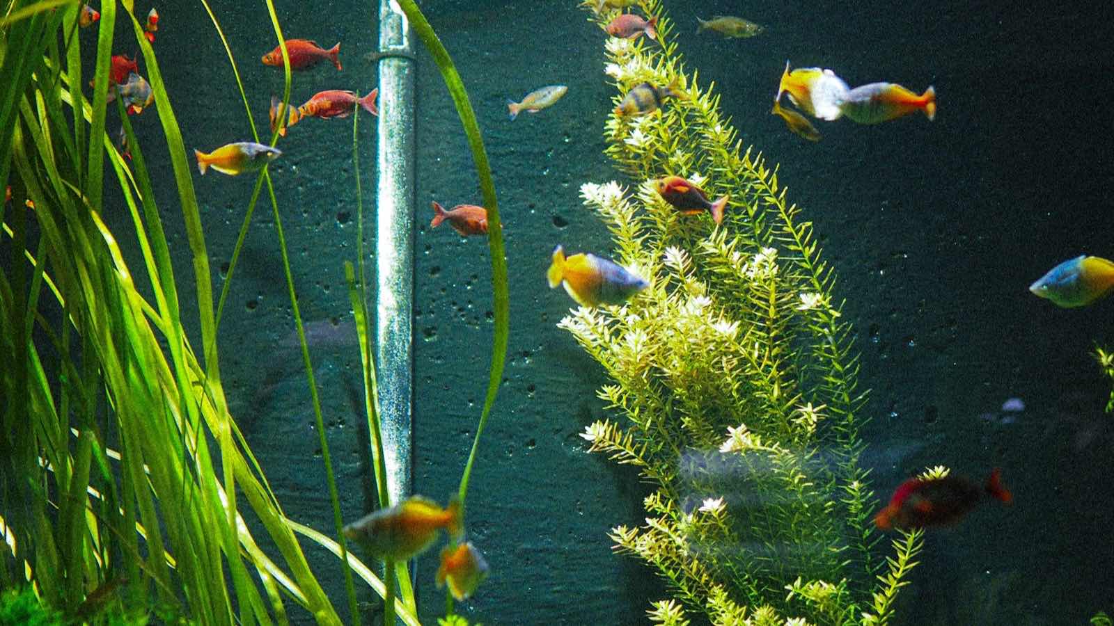Aquarium planté peuplé de poissons arc-en-ciel colorés