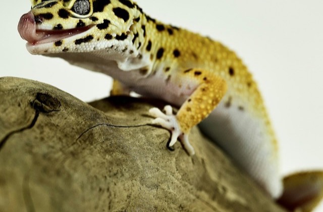 Gecko léopard posé sur une branche de bois flotté