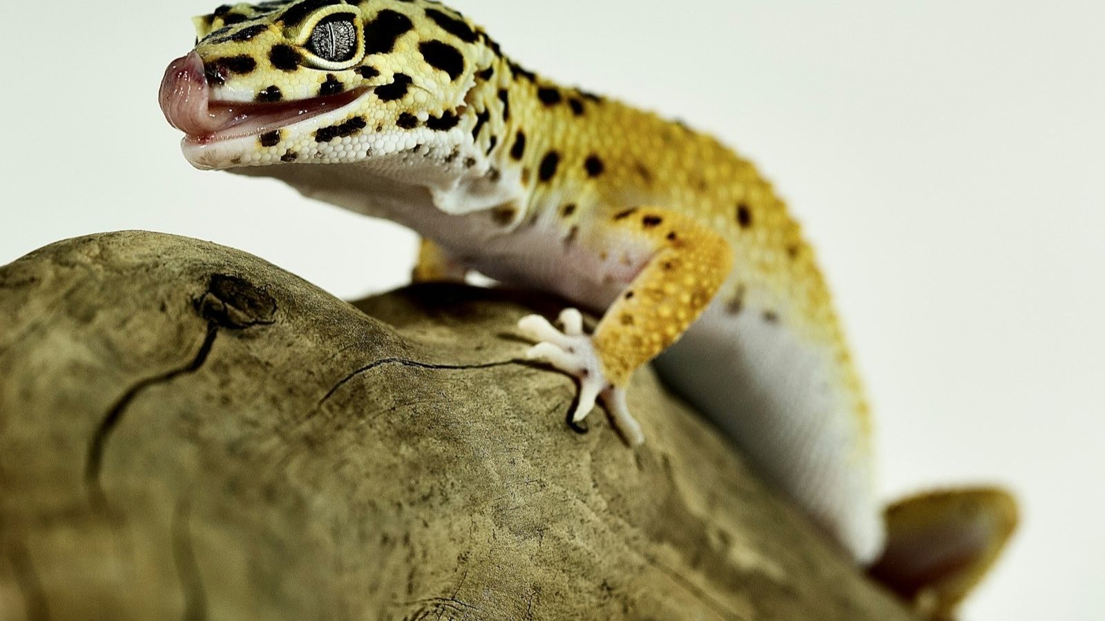 Gecko léopard posé sur une branche de bois flotté