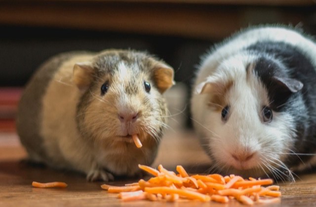 Deux cochons d’Inde partageant des carottes râpées