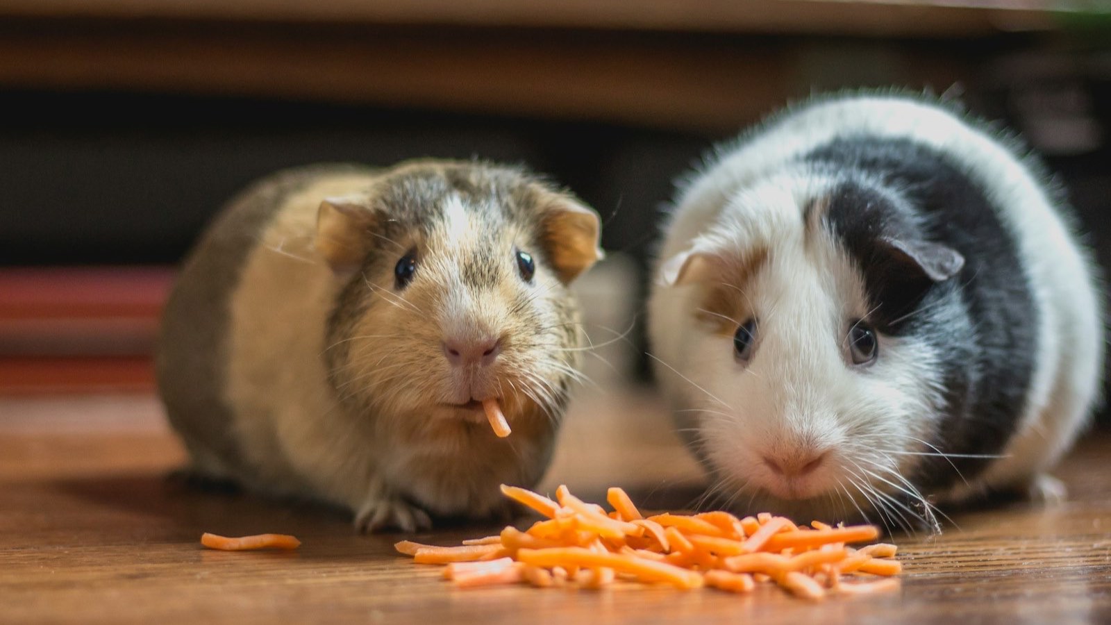 Deux cochons d’Inde partageant des carottes râpées